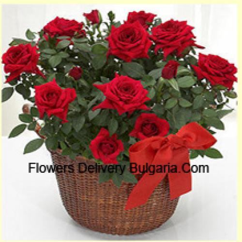 19 Graceful Red Roses